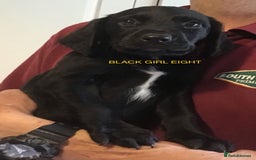 Cockerdor dogs for sale: Superb Quality Cockador Puppies, SHROPSHIRE  - Image 11