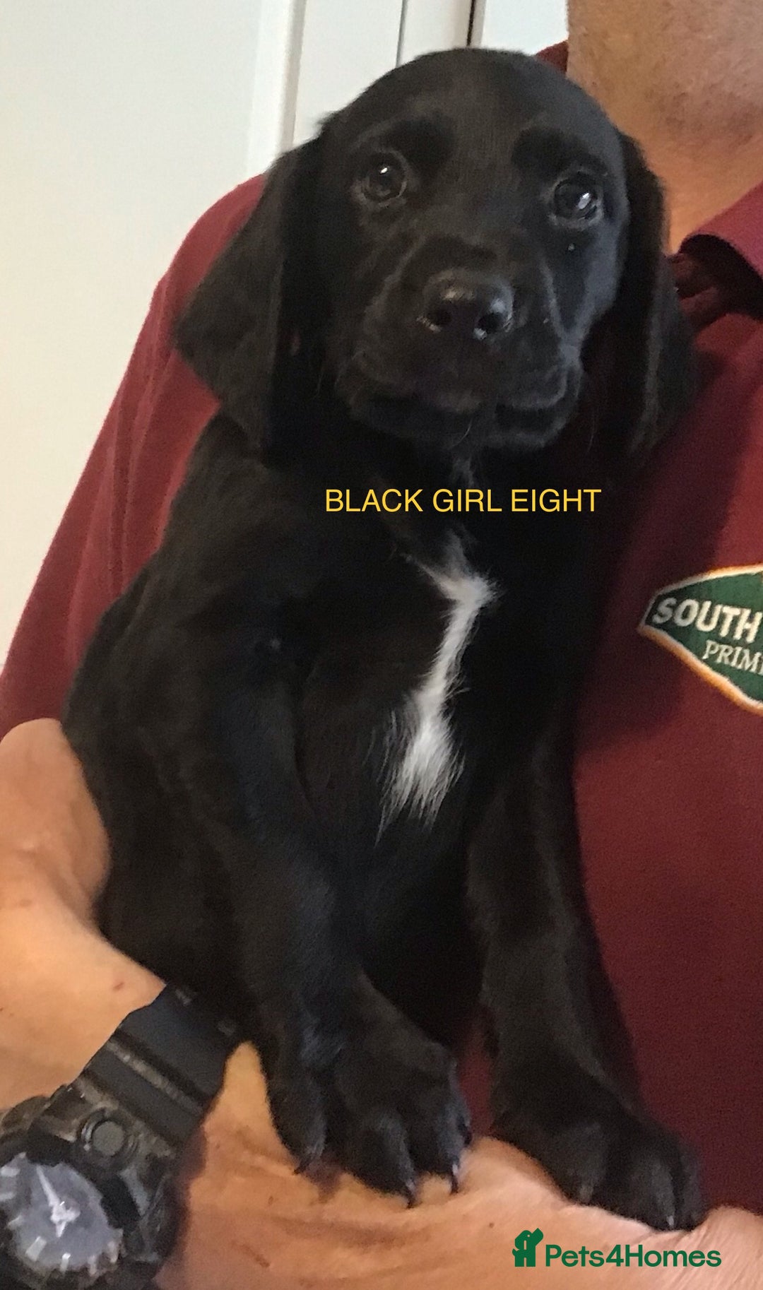 Cockerdor dogs for sale: Superb Quality Cockador Puppies, SHROPSHIRE  - Image 11