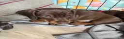 Dachshund dogs for sale: Dachshund puppies for sale  - Advert 34