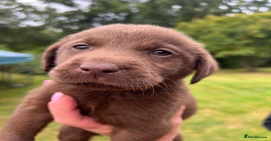 Labrador Retriever dogs - Advert 10