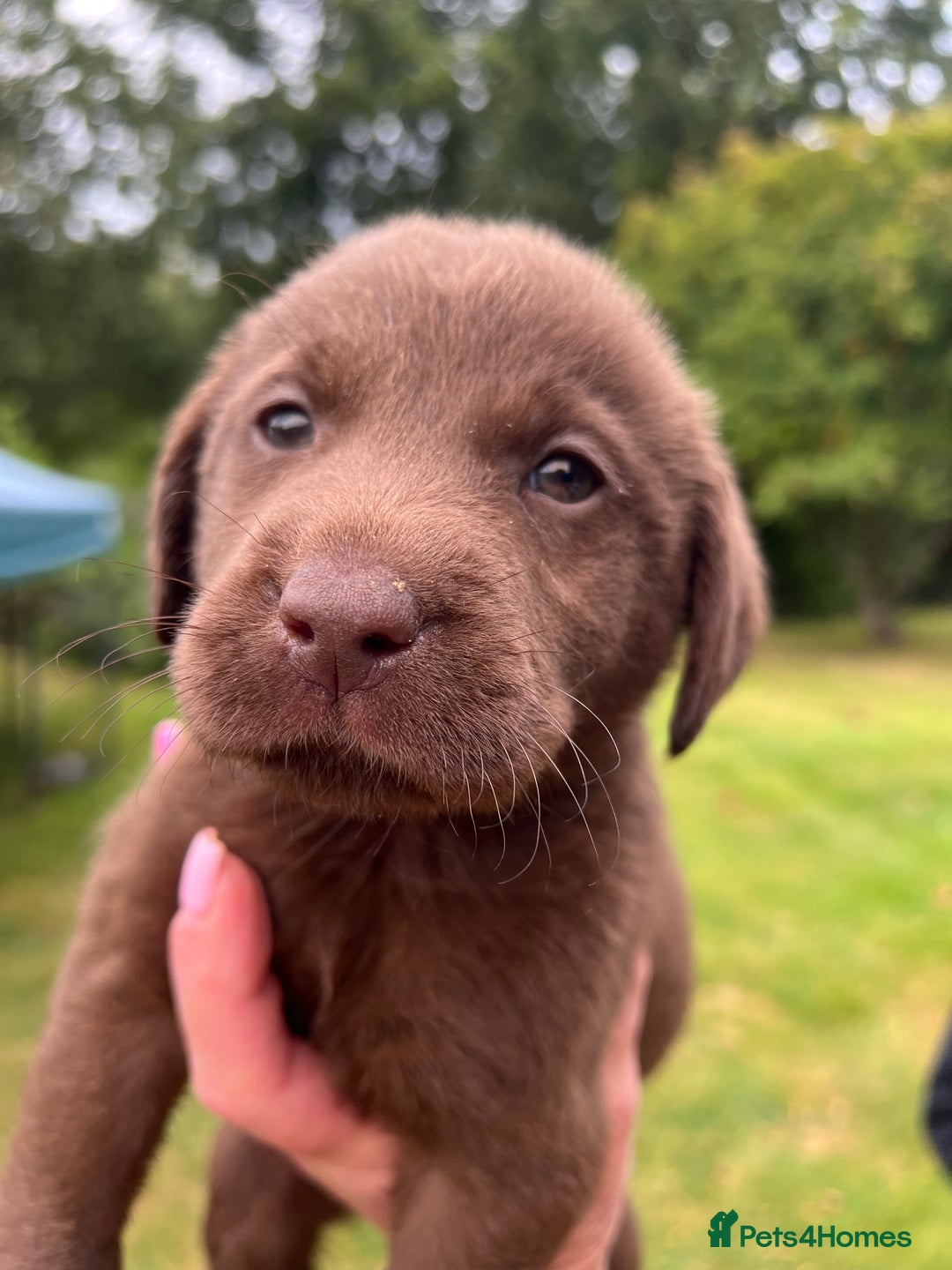 Labrador Retriever dogs for sale: STRONG CHUNKY KC CHOCOLATE PUPS HEALTH TESTED  - Image 3