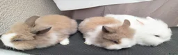 Lionhead rabbits for sale: Friendly Lionhead Baby Bunnies, Limited Available! - Advert 6