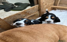 Basset Hound dogs for sale: Traditional Basset pups  - Image 4