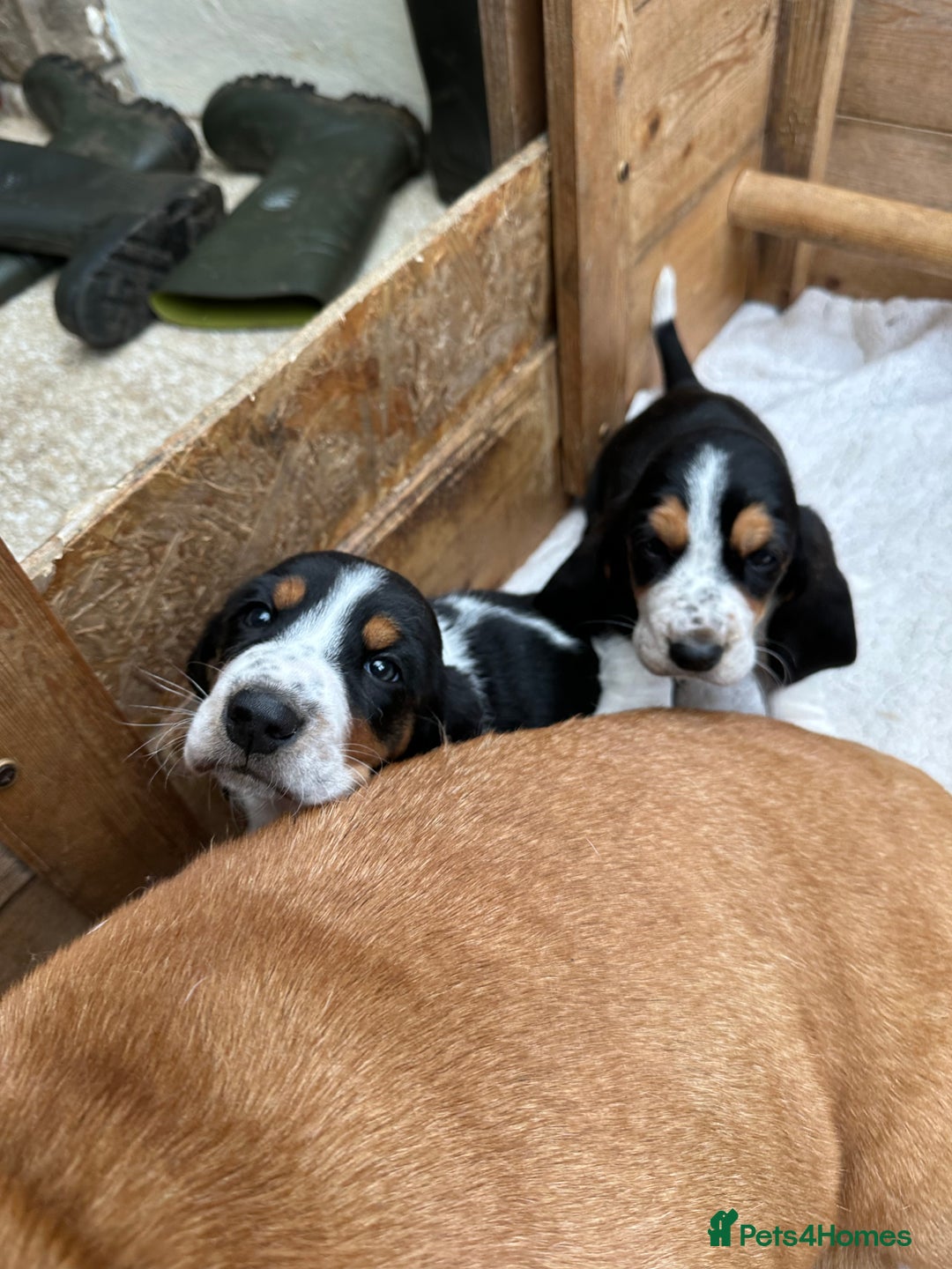 Basset Hound dogs for sale: Traditional Basset pups  - Image 4