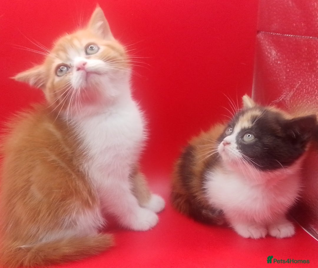 British Shorthair cats for sale: Beautiful  British Shorthair  - Advert 7