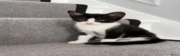 Mixed Breed cats for sale: Beautiful Female Kitten Seeking Loving Home in Romford - Advert 4