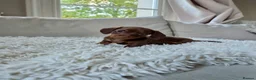Miniature Dachshund dogs for sale: KC REGISTERED MINIATURE DACHSHUND PUPPIES - Advert 6