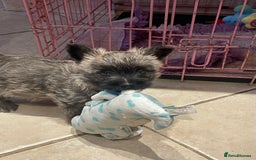 Cairn Terrier dogs for sale: Stunning cairn terrier puppies  - Image 14