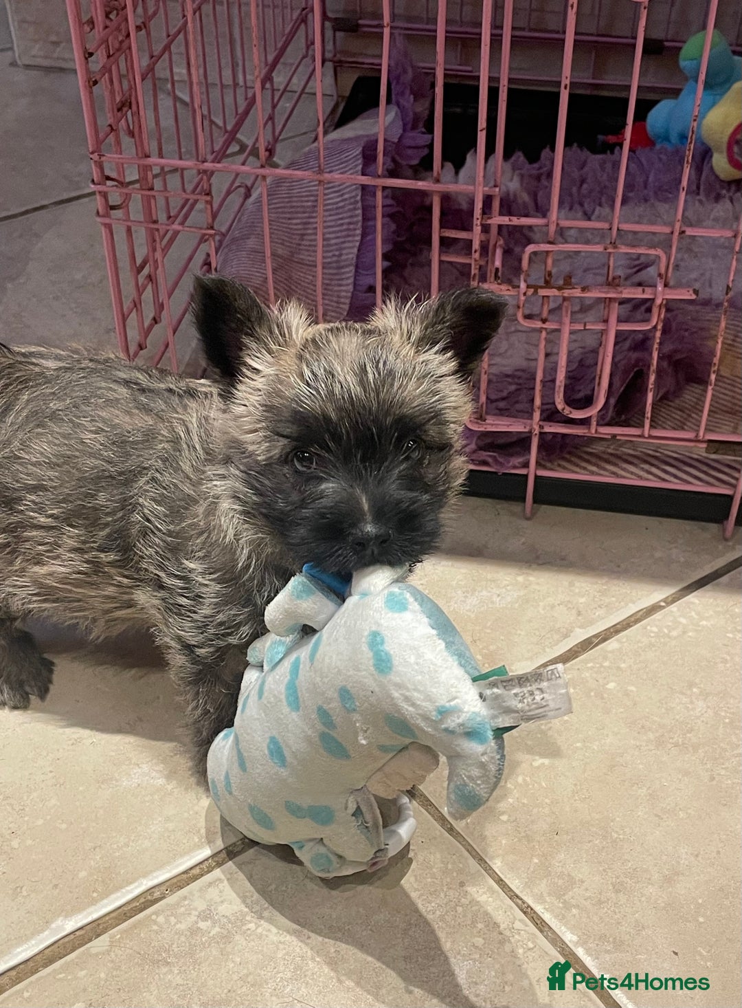 Cairn Terrier dogs for sale: Stunning cairn terrier puppies  - Image 14