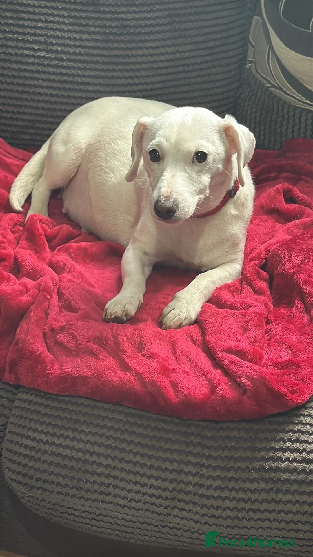 Jack Russell dogs for sale: Jack Russell puppies - Advert 1