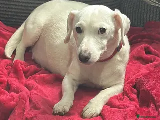 Jack Russell dogs Jack Russell puppies - Advert 11