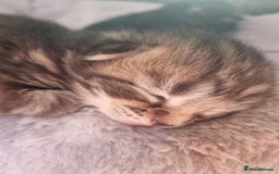 Ragdoll cats for sale: Boy and girl tabby X Ragdoll - Image 8