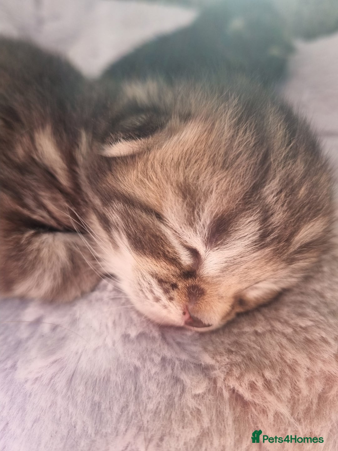 Ragdoll cats for sale: Boy and girl tabby X Ragdoll - Image 8