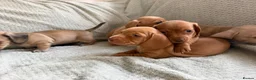 Miniature Dachshund dogs for sale: KC red and cream smooth miniature dachshunds  - Advert 5