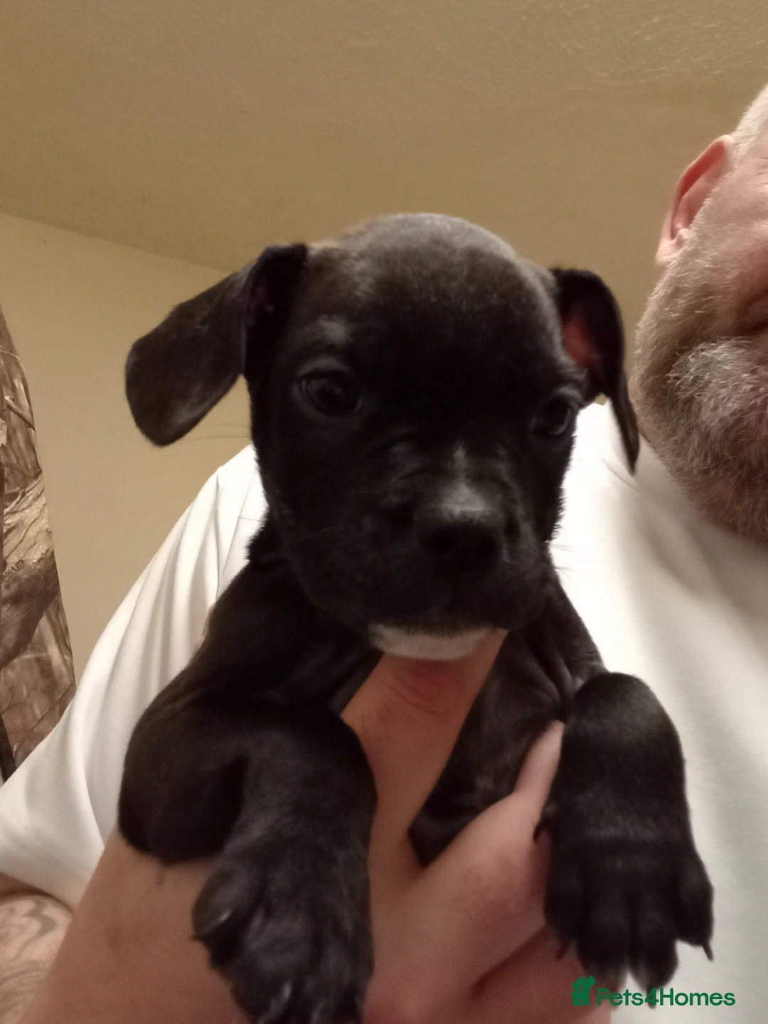 Mixed Breed dogs for sale: KC regested french bulldog cross staffy pups in Castleford - Advert 5