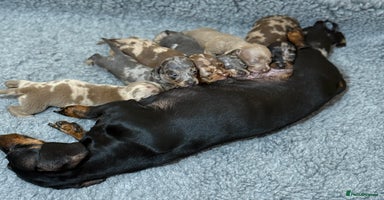Miniature Dachshund dogs - Advert 3