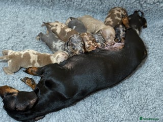 Miniature Dachshund dogs - Advert 21