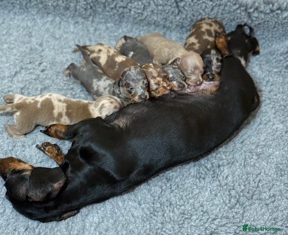 Miniature Dachshund dogs - Advert 8