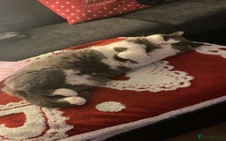 British Shorthair cats for sale: Adult Female British Shorthair  Bi colour  - Image 4