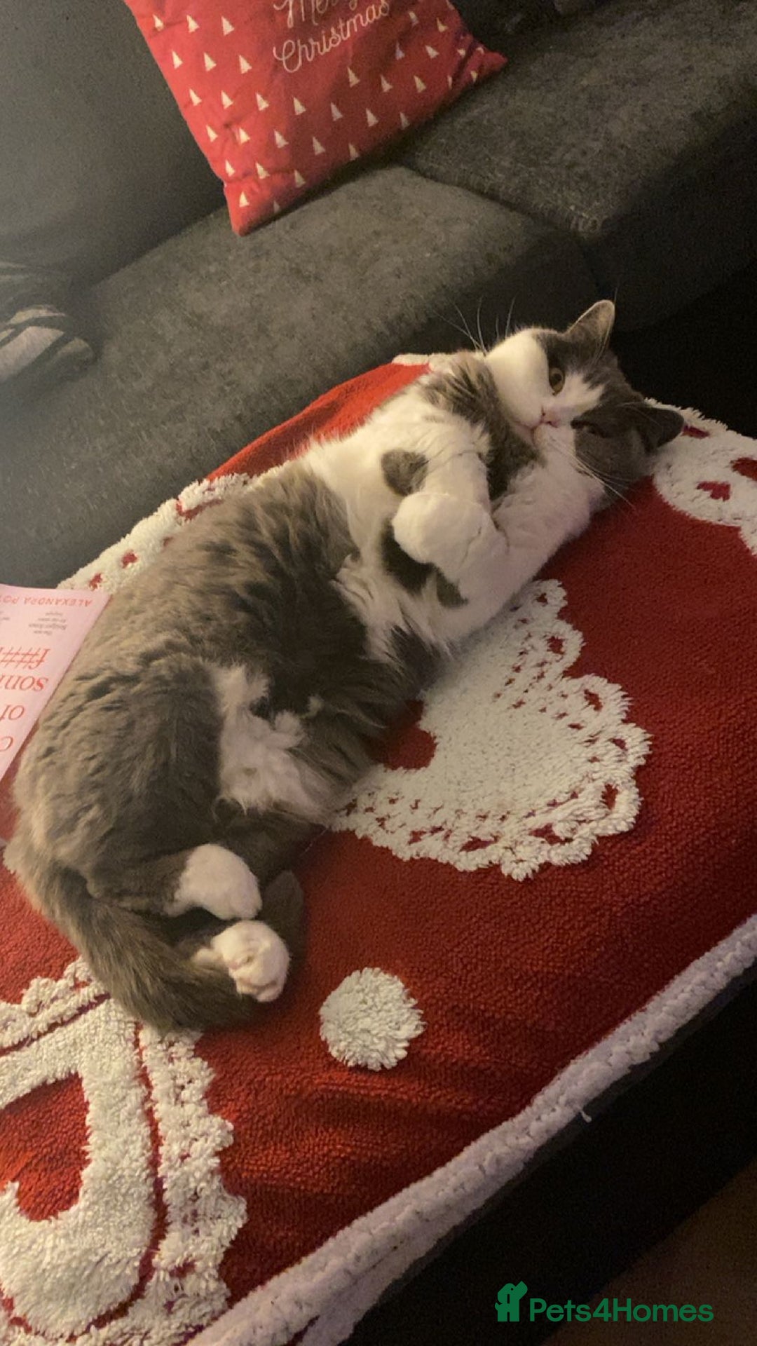 British Shorthair cats for sale: Adult Female British Shorthair  Bi colour  - Image 4