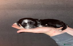 Mixed Breed dogs for sale: Gorgeous Sprockador puppy’s for sale - Image 12