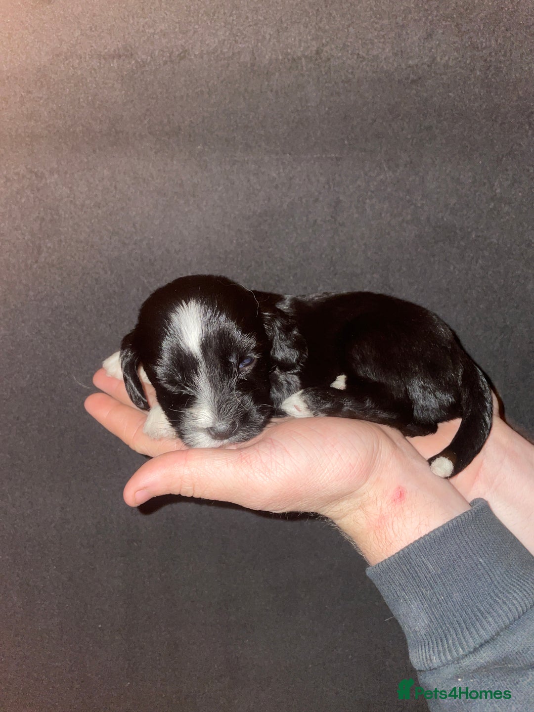 Mixed Breed dogs for sale: Gorgeous Sprockador puppy’s for sale - Image 12