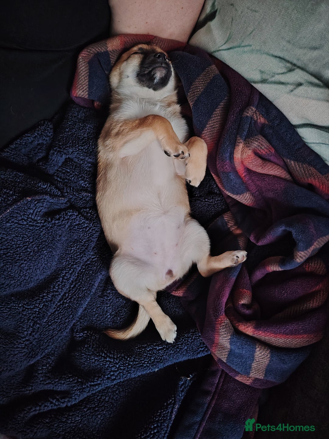 Pomchi dogs for sale: Pomchi girl phoebe  - Advert 16