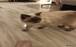 Ragdoll cats for sale: Ragdoll Male 6months - Image 1