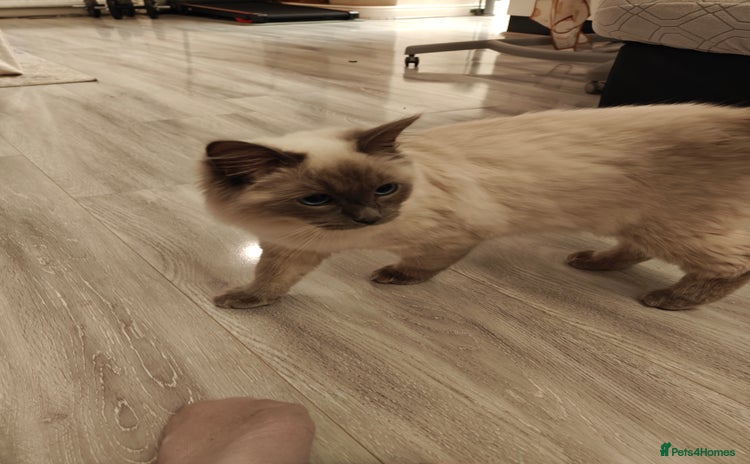 Ragdoll cats - Advert 2