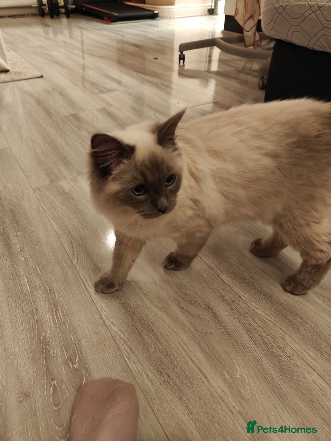 Ragdoll cats for sale: Ragdoll Male 6months - Image 1