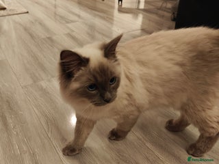 Ragdoll cats - Advert 21