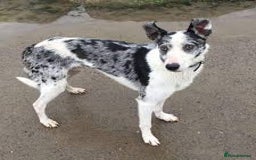 Mixed Breed dogs for sale: Rehome Bobby the lurcher - Image 4
