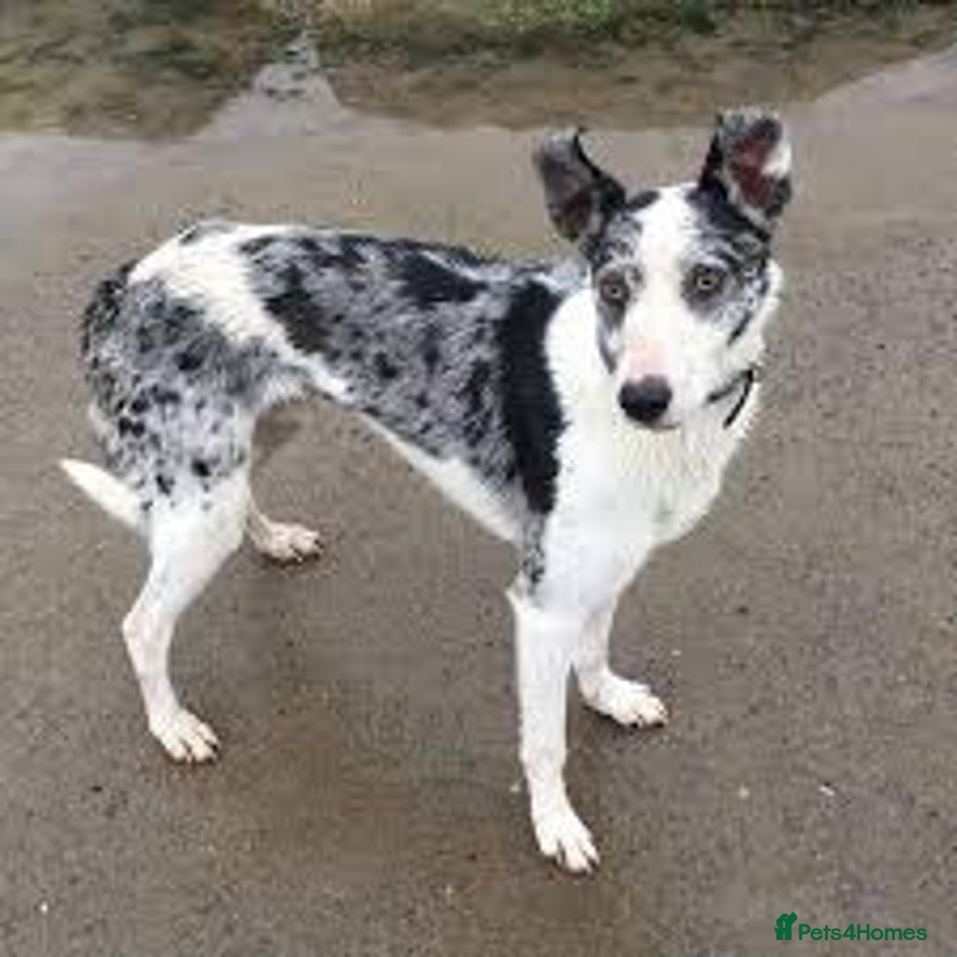 Mixed Breed dogs for sale: Rehome Bobby the lurcher - Image 4