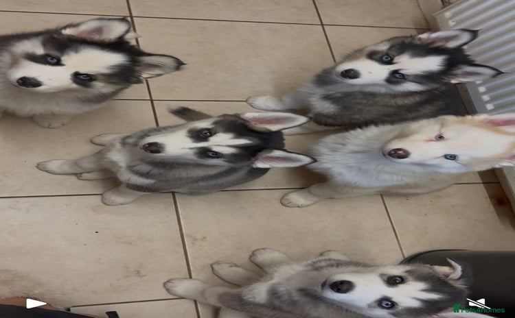 Siberian Husky dogs - Advert 10