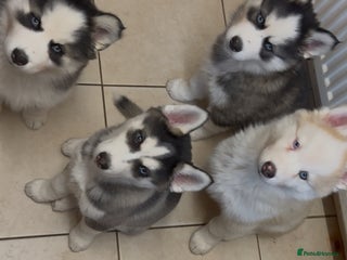 Siberian Husky dogs Beautiful Purebred Siberian Husky puppies - Advert 15