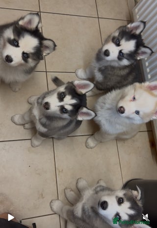 Siberian Husky dogs - Advert 10