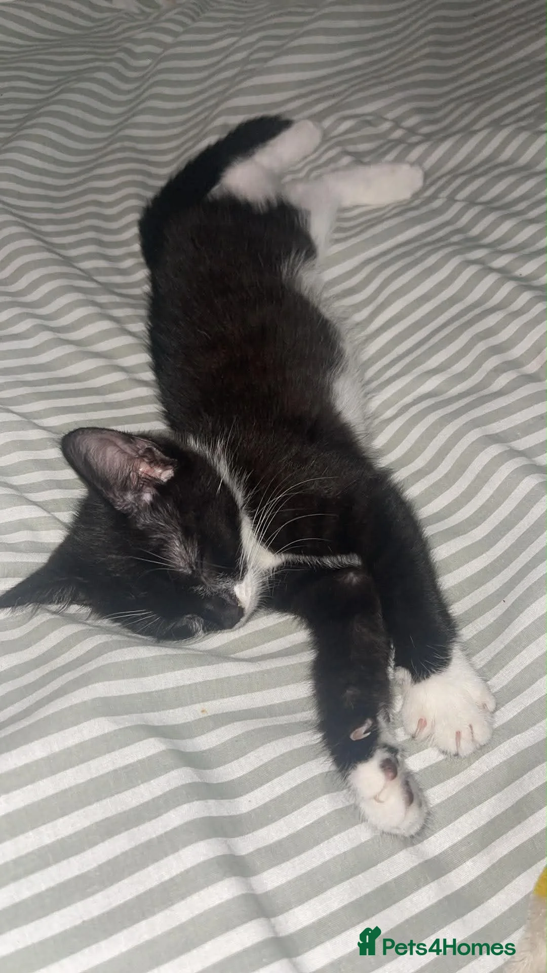 American Curl cats for sale: billie  in Slough - Advert 2