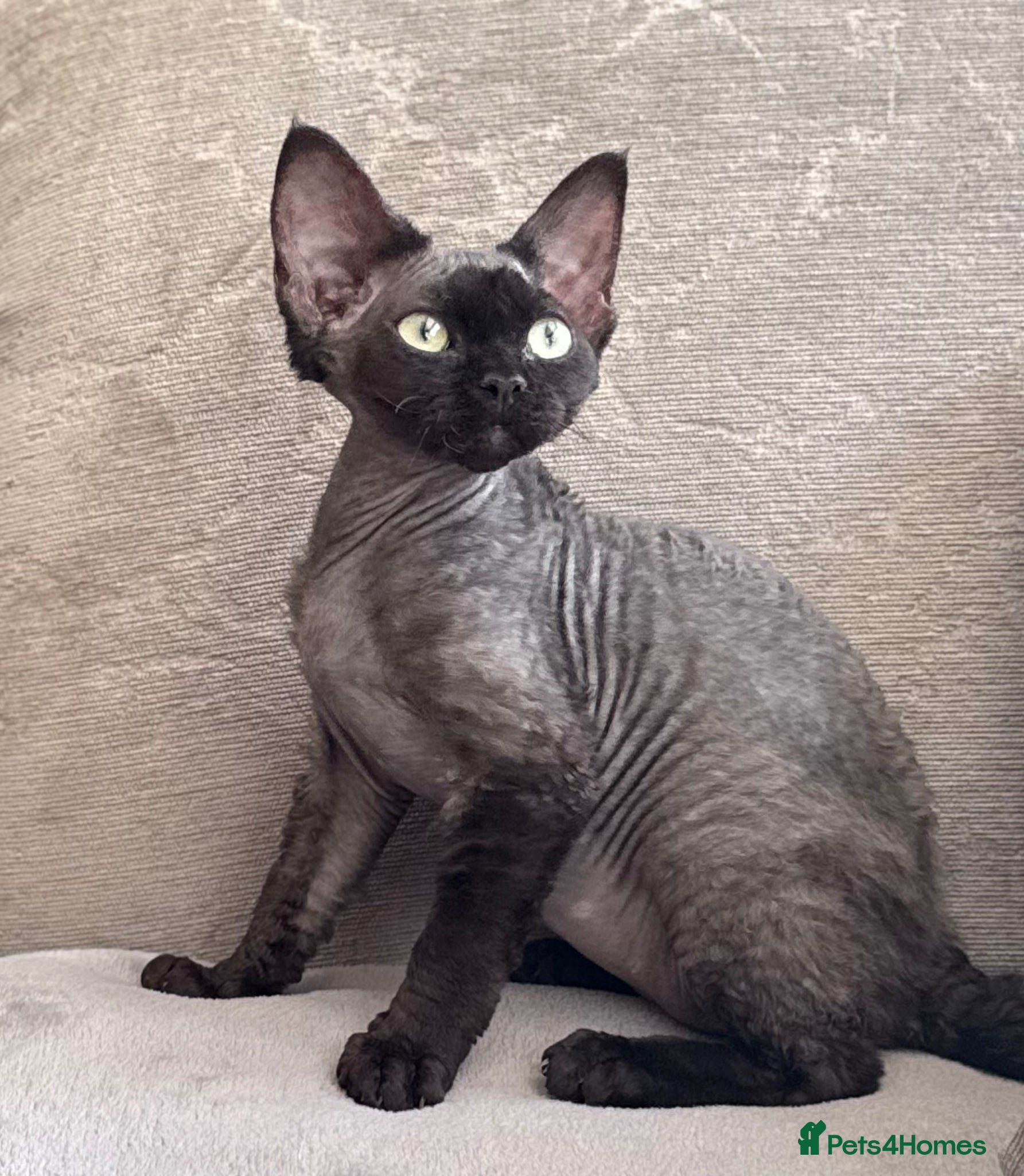 Devon Rex cats Fabulous Black Smoke girl - Advert 2