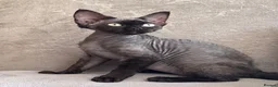 Devon Rex cats for sale: Fabulous Black Smoke girl - Advert 1