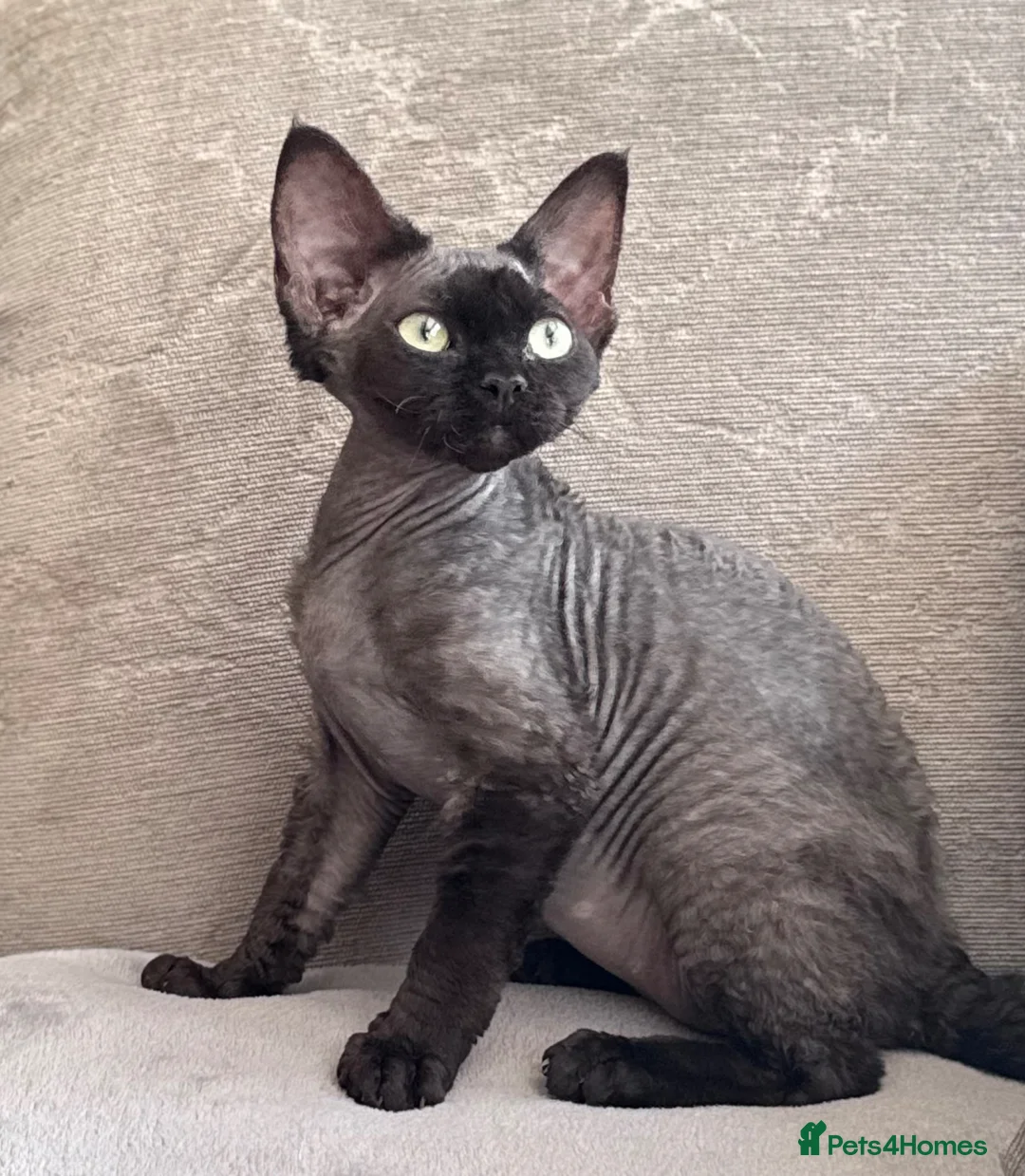 Devon Rex cats for sale: Fabulous Black Smoke girl - Advert 1