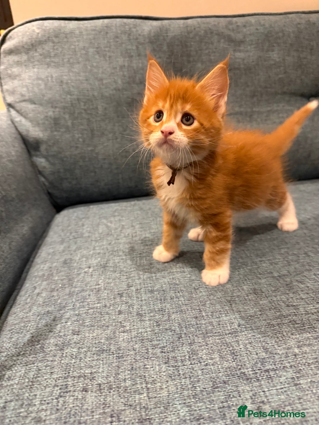 Maine Coon cats for sale: Maine Coon Kittens - Image 22