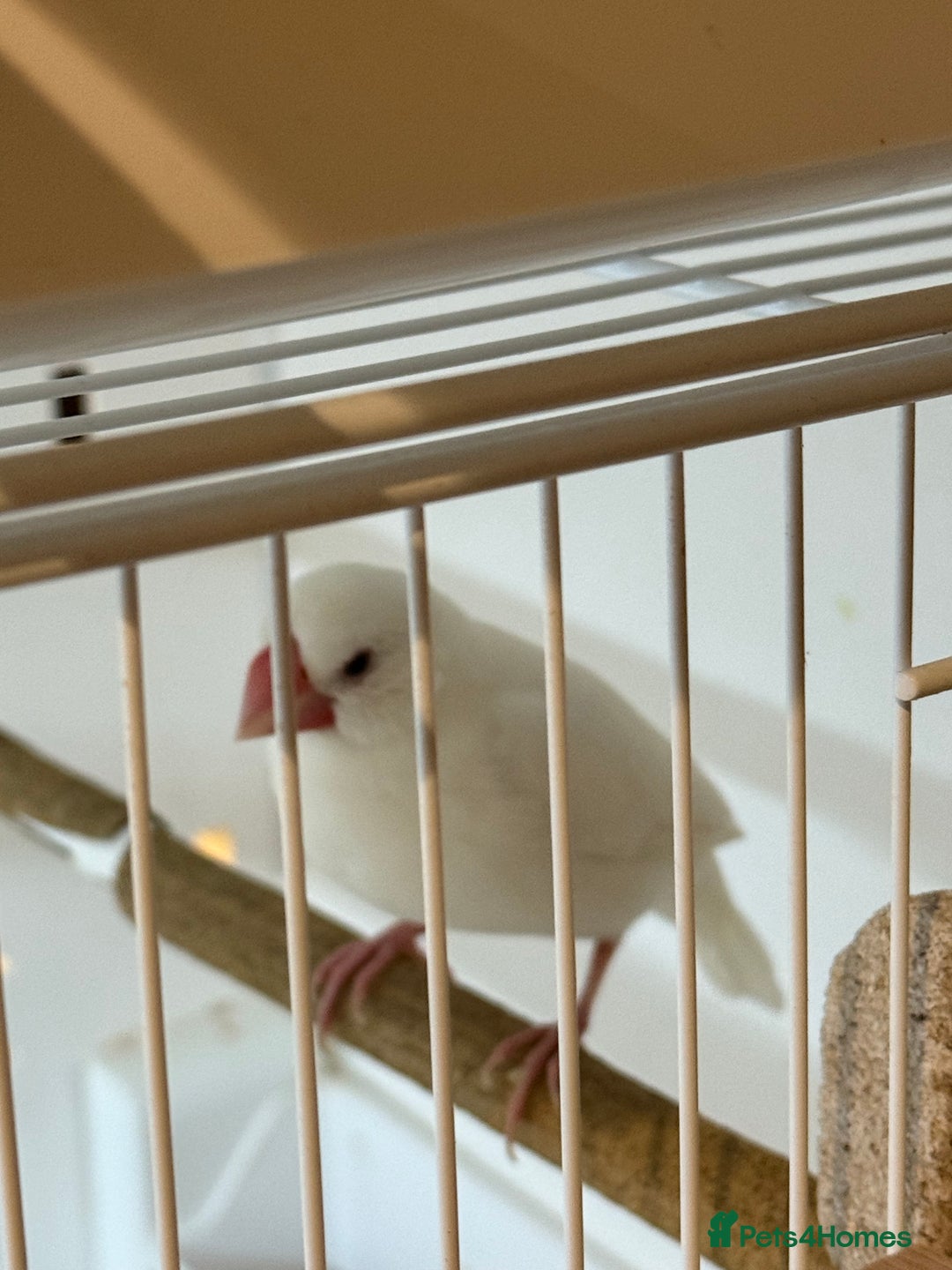 Finches birds for sale: 1 female Java and pair of gouilden  finches  - Image 7