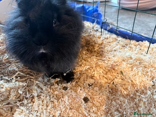 Lionhead rabbits Beautiful black fluffy rabbit - Advert 1