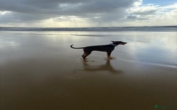 Dobermann dogs for sale: Doberman - Image 5