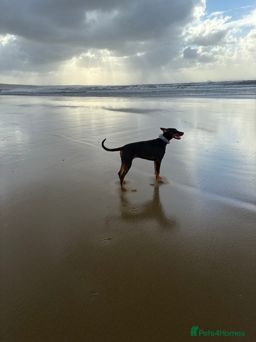 Dobermann dogs for sale: Doberman - Image 5