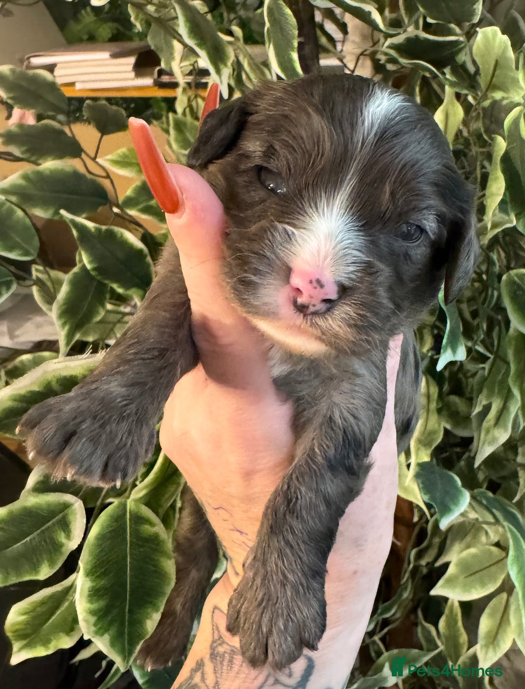 Cavapoo dogs for sale: Beautiful fully DNA tested Cavapoo's  - Image 27