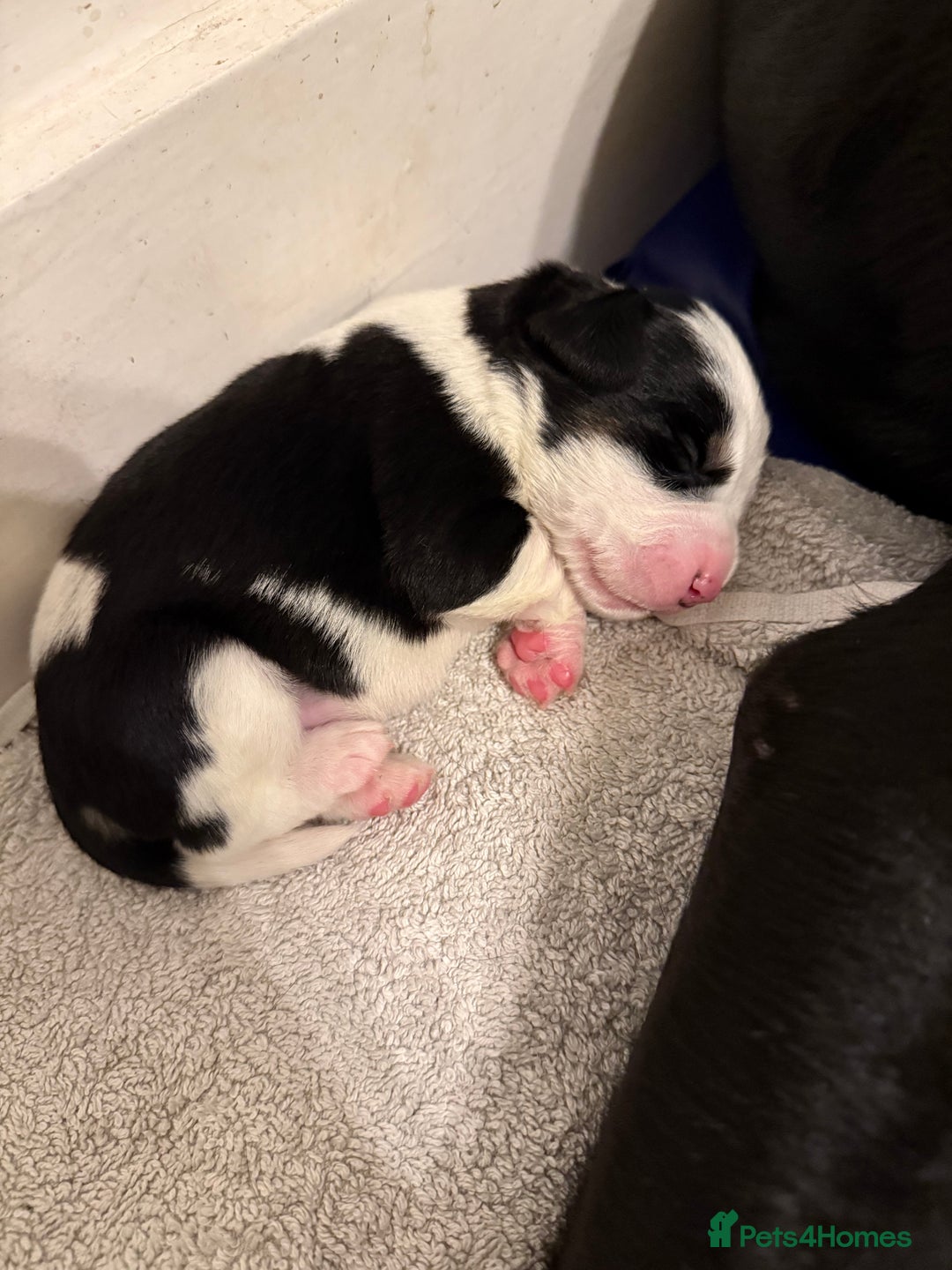 Cockerdor dogs for sale: Cocker spaniel/ Labrador puppies  - Advert 4