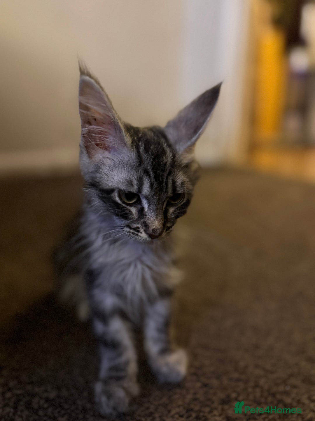 Maine Coon cats for sale: Female Mainecoon for sale PLEASE READ - Image 2