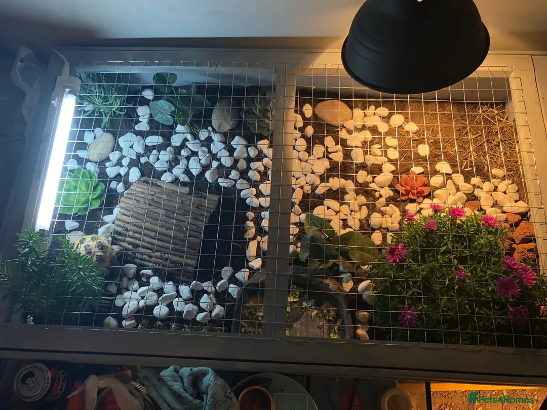 Tortoise reptiles for sale: Horsefiled tortoise and full set up  - Advert 3