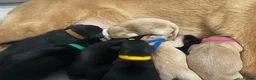 Labrador Retriever dogs for sale: 🐾 KC REGISTERED LABRADOR PUPPIES FOR SALE 🐾 in Bo'ness - Advert 6